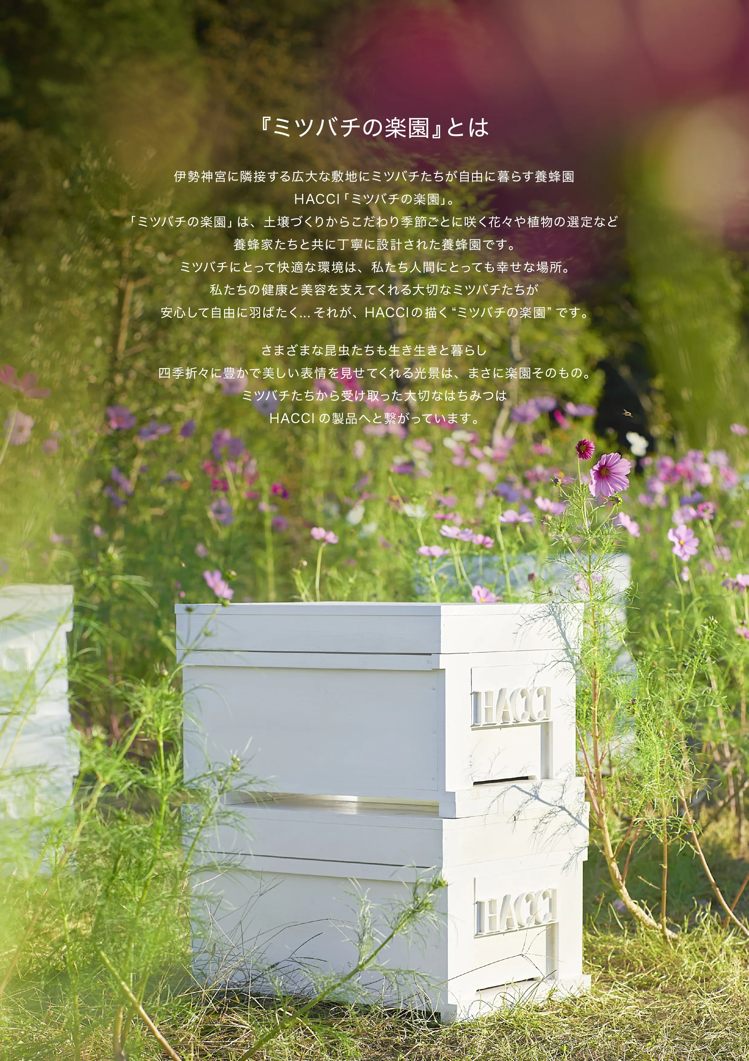 養蜂園概要 2ページ目